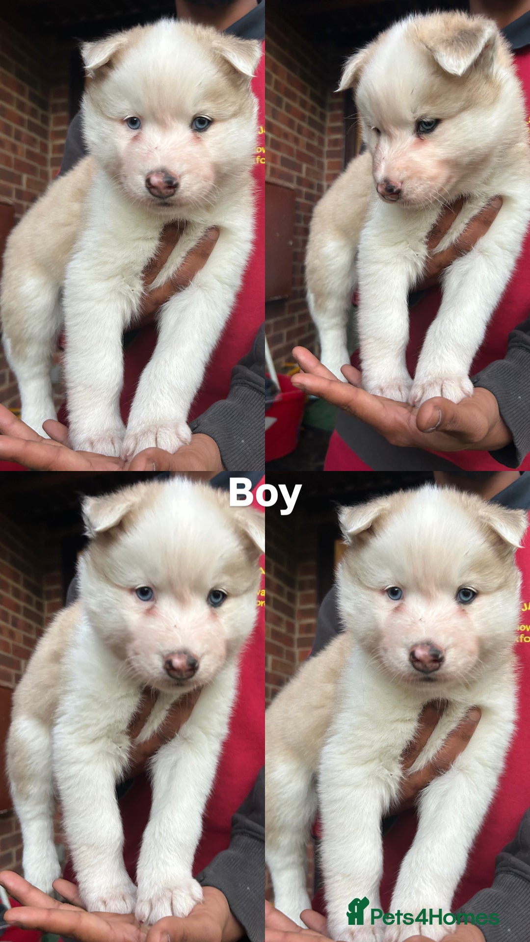 Siberian Husky dogs for sale: Siberian husky puppies  - Image 14