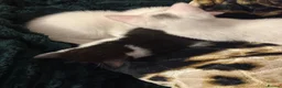Mixed Breed cats for sale: Kittens - Advert 22