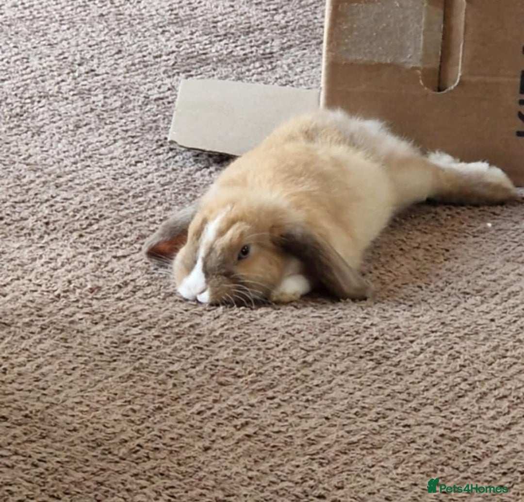 Mini Lop rabbits for sale: Gorgeous loving baby mini lop - Image 9