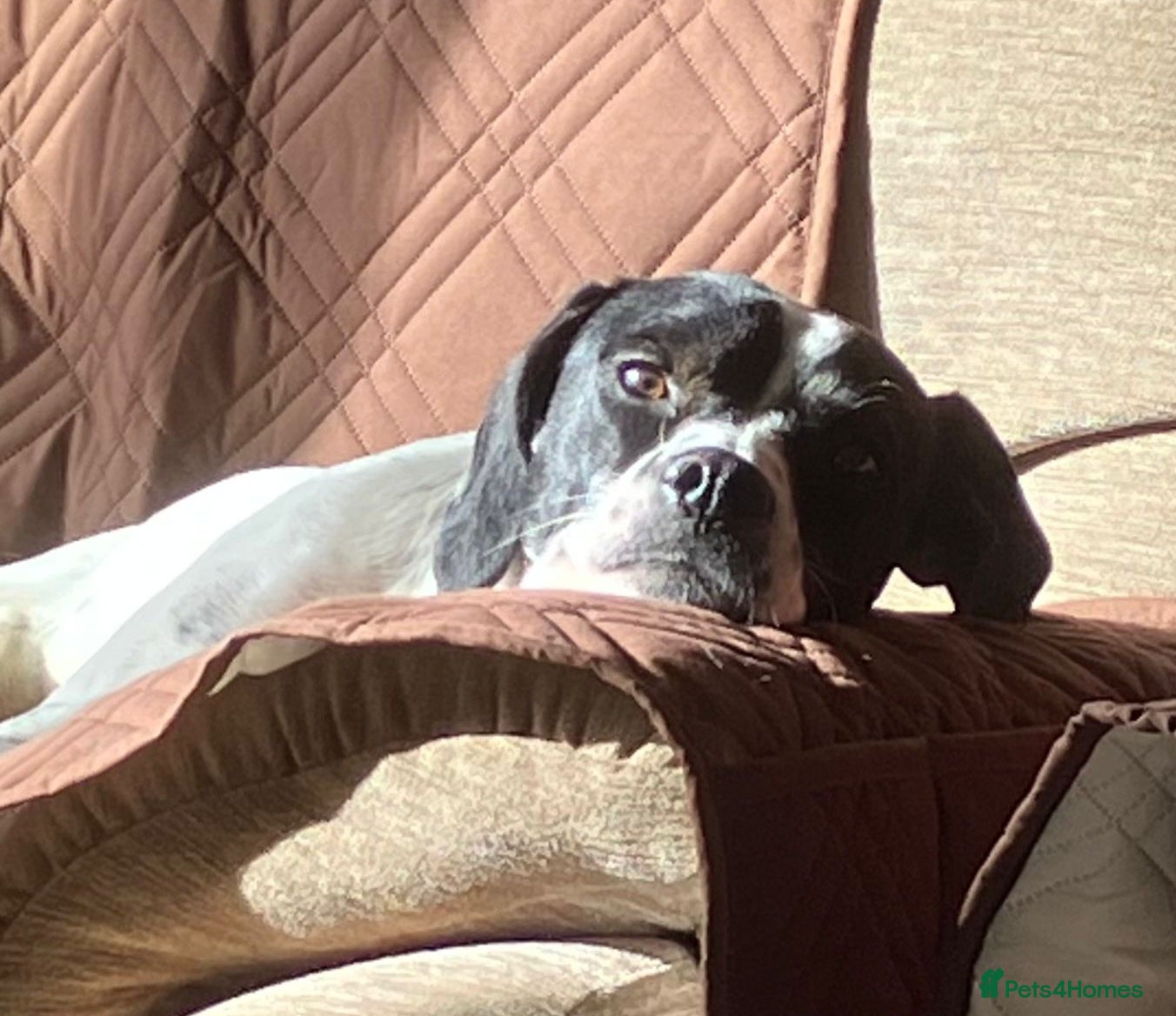 Mixed Breed dogs Beautiful Dog now her time to live her best life - Advert 16