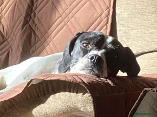 Mixed Breed dogs Beautiful Dog now her time to live her best life - Advert 16