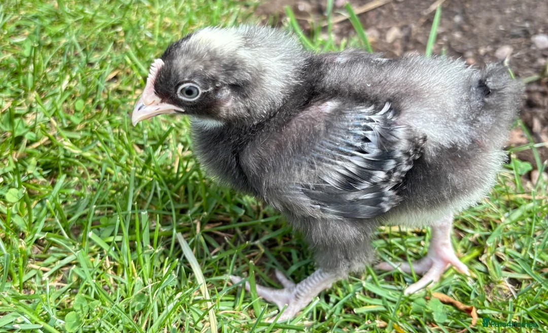 Chickens poultry for sale: 2x cockerels - white pekin and cuckoo Maran in Nuneaton - Advert 2