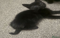 Domestic Shorthair cats for sale: 5⭐️homes wanted for beautiful, playful kittens - Advert 4