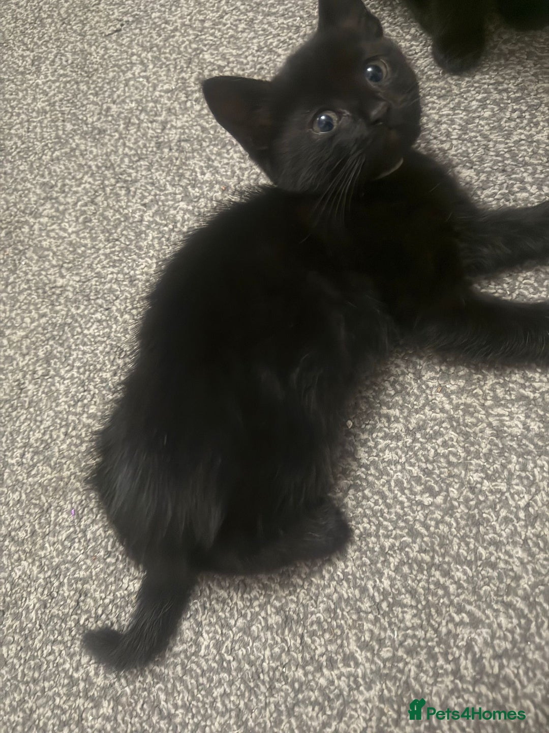 Domestic Shorthair cats for sale: 5⭐️homes wanted for beautiful, playful kittens - Advert 4