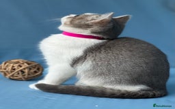 British Shorthair cats for sale: Stunning British sh/longhair kittens TICA - Image 6