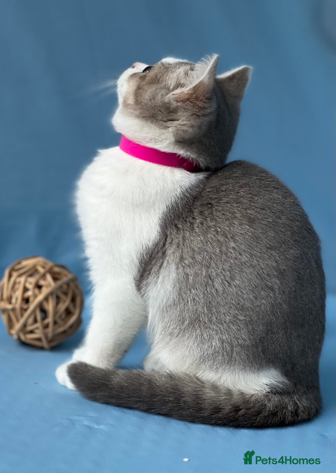 British Shorthair cats for sale: Stunning British sh/longhair kittens TICA - Image 6