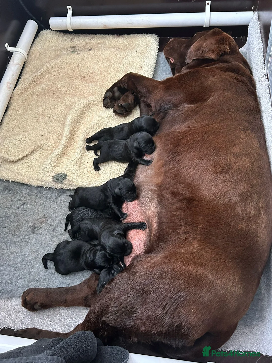 Labrador Retriever dogs for sale: Show type Black Labradors  - Advert 7
