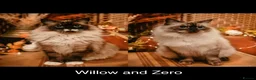 Ragdoll cats for sale: 2x RagdollxPersian Pairs in Mansfield - Advert 1