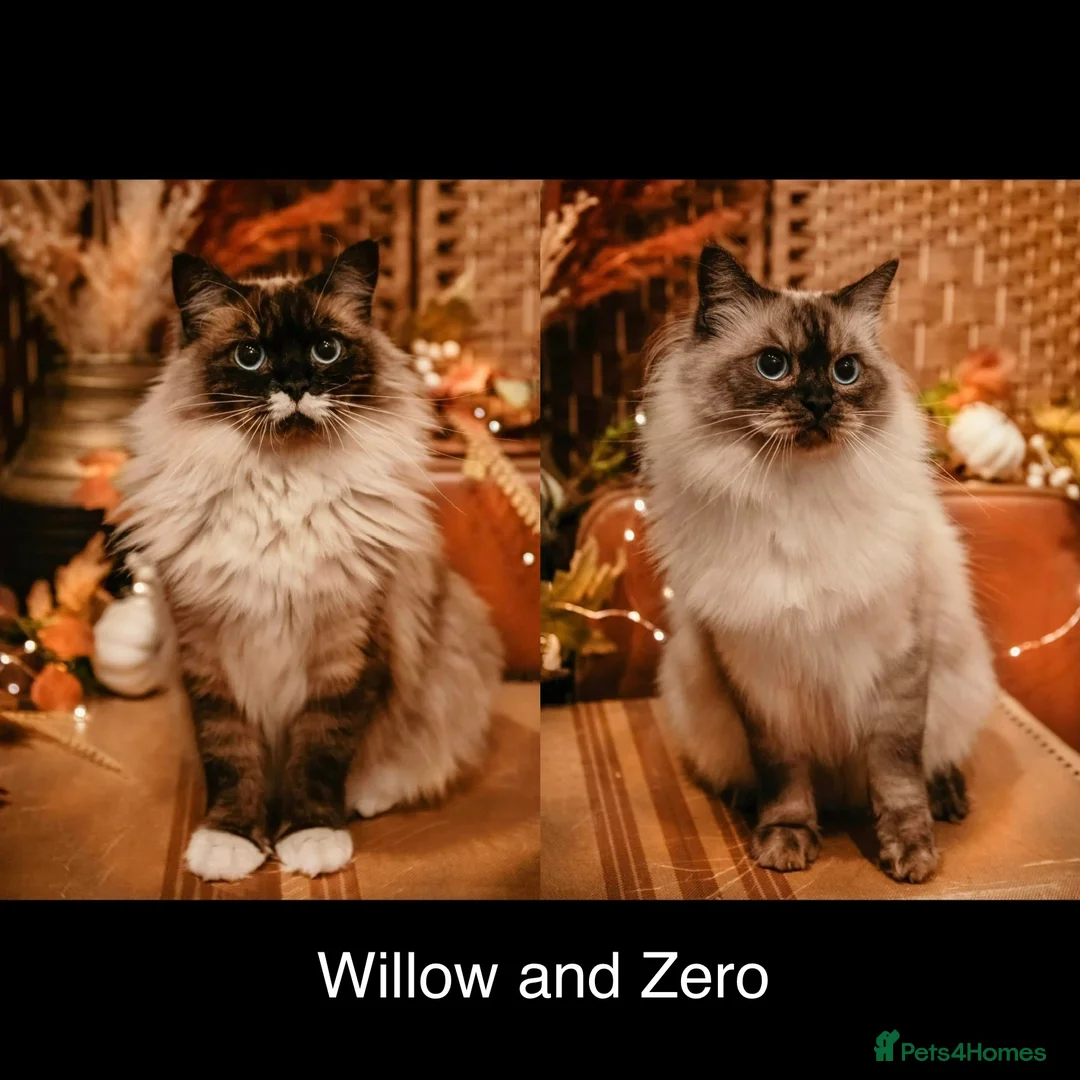 Ragdoll cats for sale: 2x RagdollxPersian Pairs in Mansfield - Advert 1