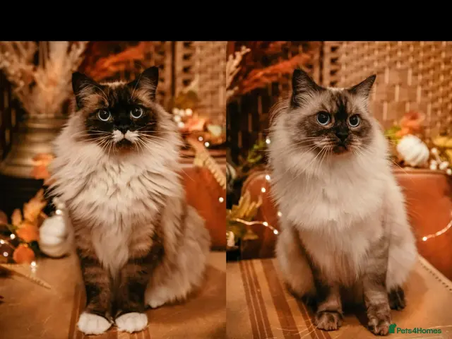 Ragdoll cats for sale: 2x RagdollxPersian Pairs - Advert 1