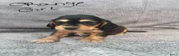 Cocker Spaniel dogs for sale: Show cocker spaniels - Advert 2