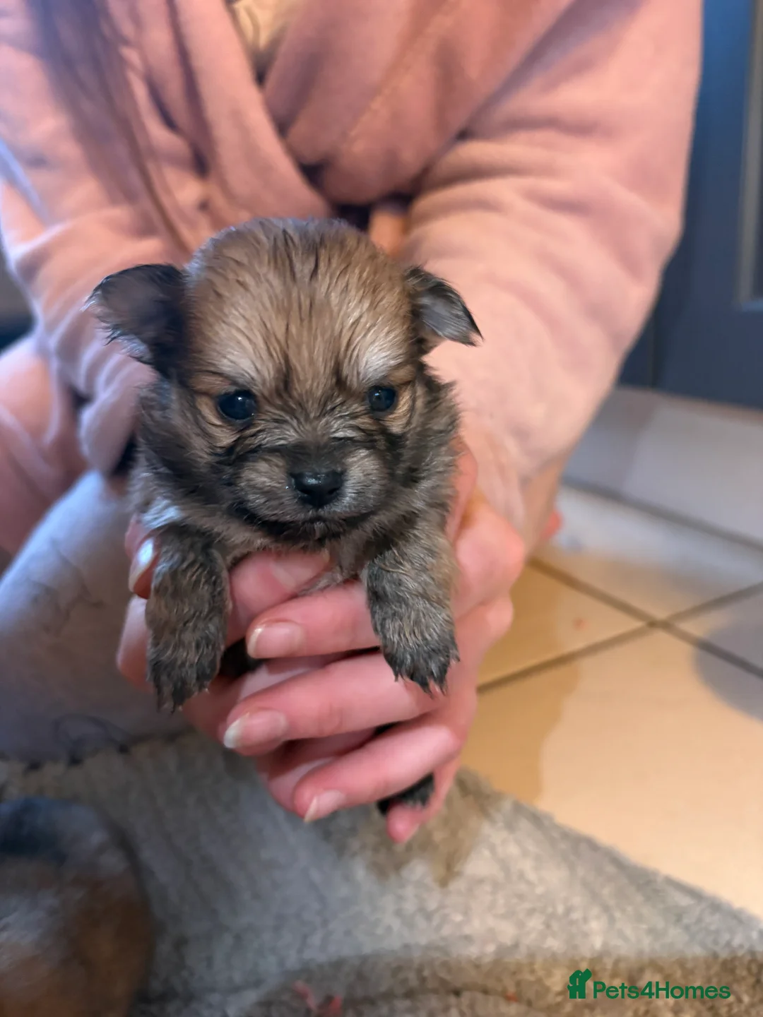 Pomchi dogs for sale: 4 Beautiful pomchis 🐶🐾 - Advert 11
