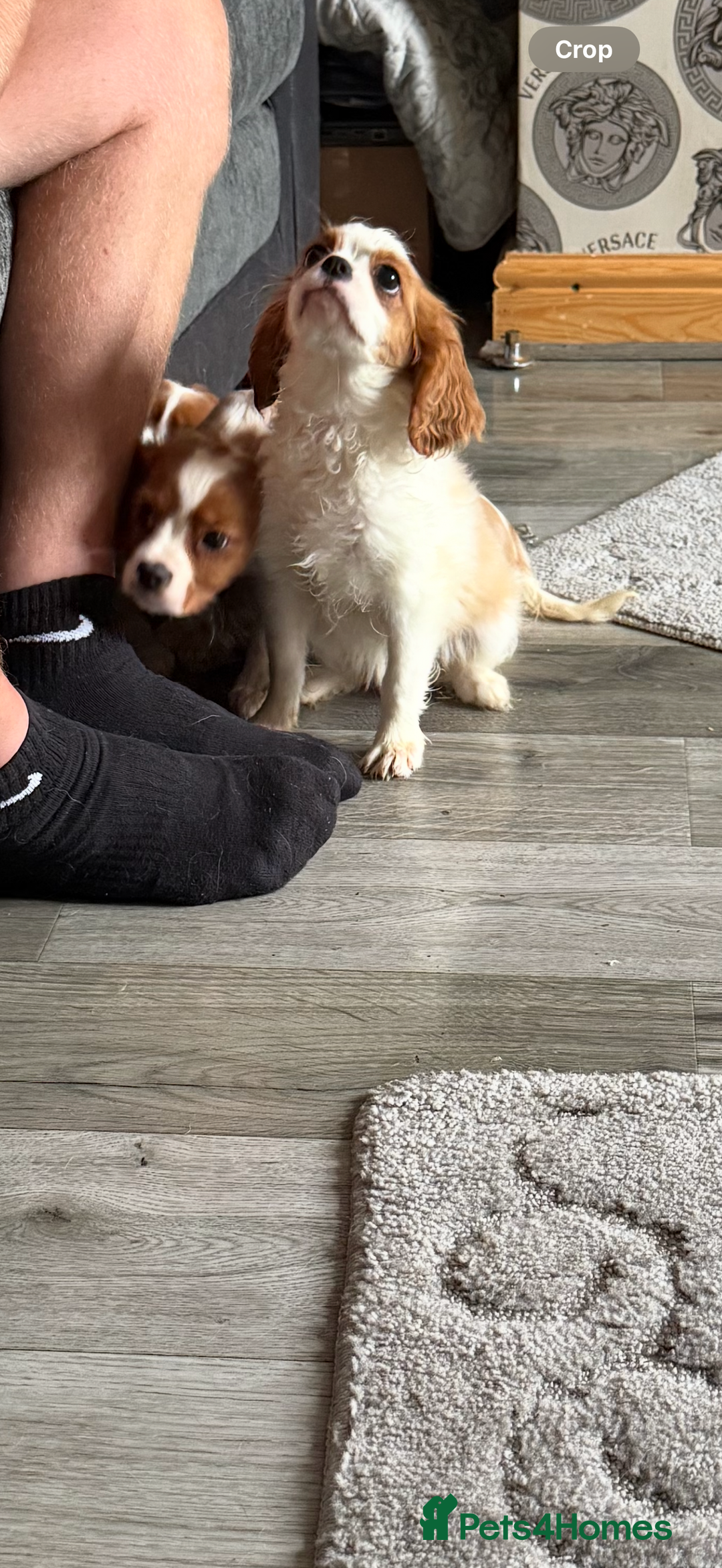 Cavalier King Charles Spaniel dogs for sale: Ready now Kennel club dna  clear cavalier puppies  - Image 22