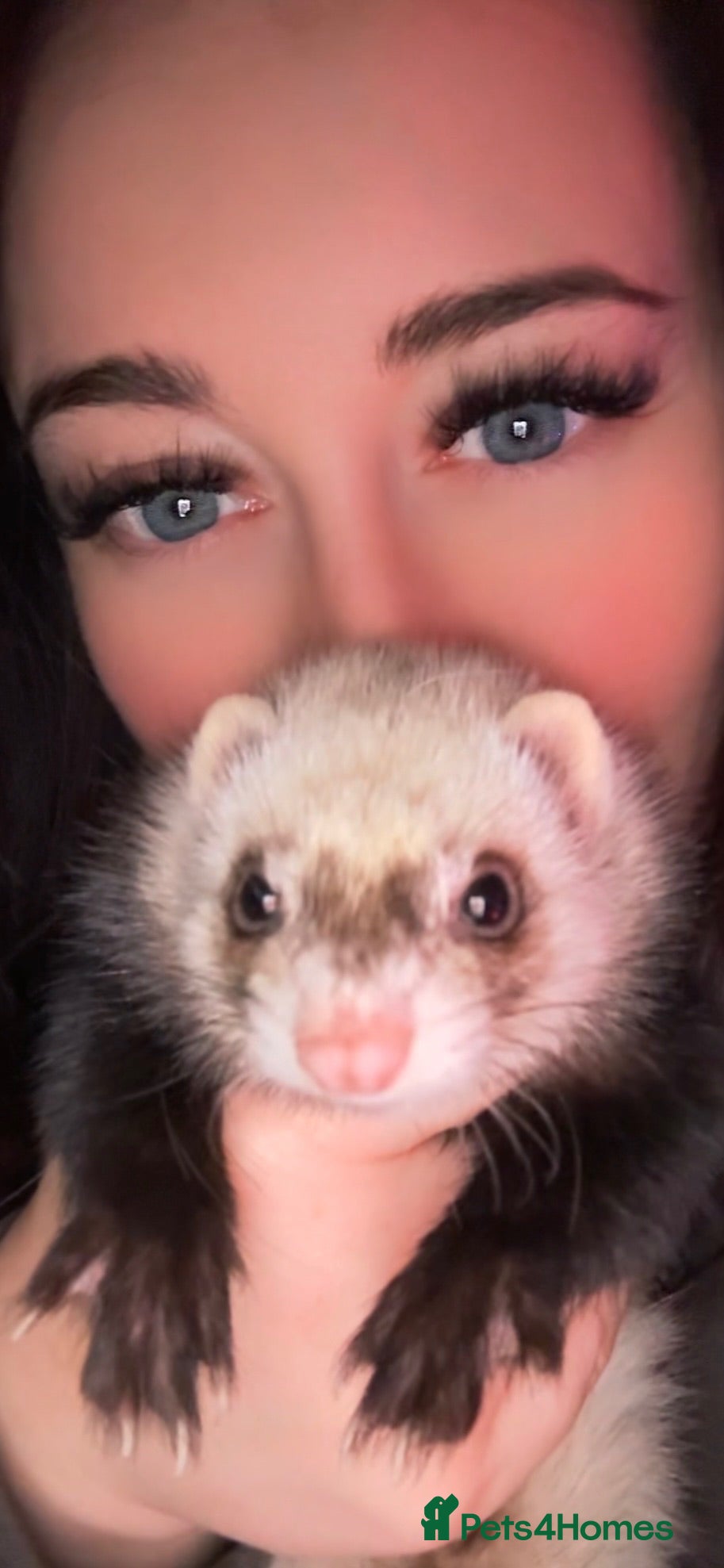 Ferret rodents Ferret Kits Due Soon - Advert 1
