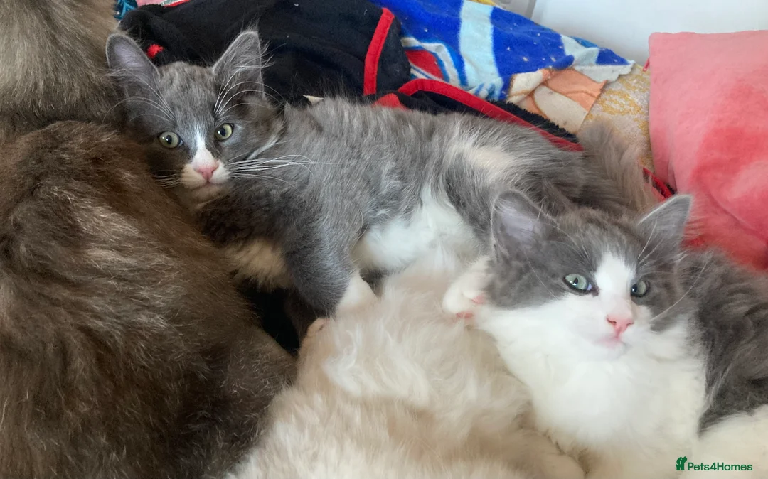 Maine Coon cats for sale: Rag Coon Kittens - Advert 7