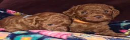 Toy Poodle dogs for sale: Deep red toy poodle pups due in 5 weeks  - Advert 6