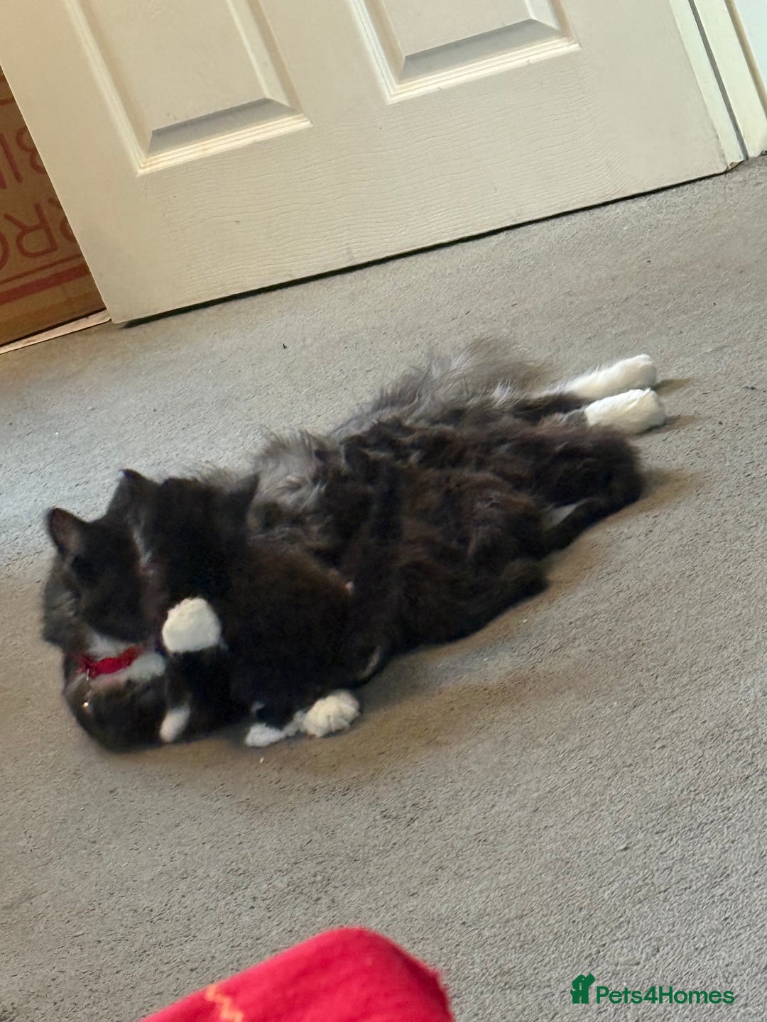 Maine Coon cats for sale: Mixed mainecoons kittens  - Image 10