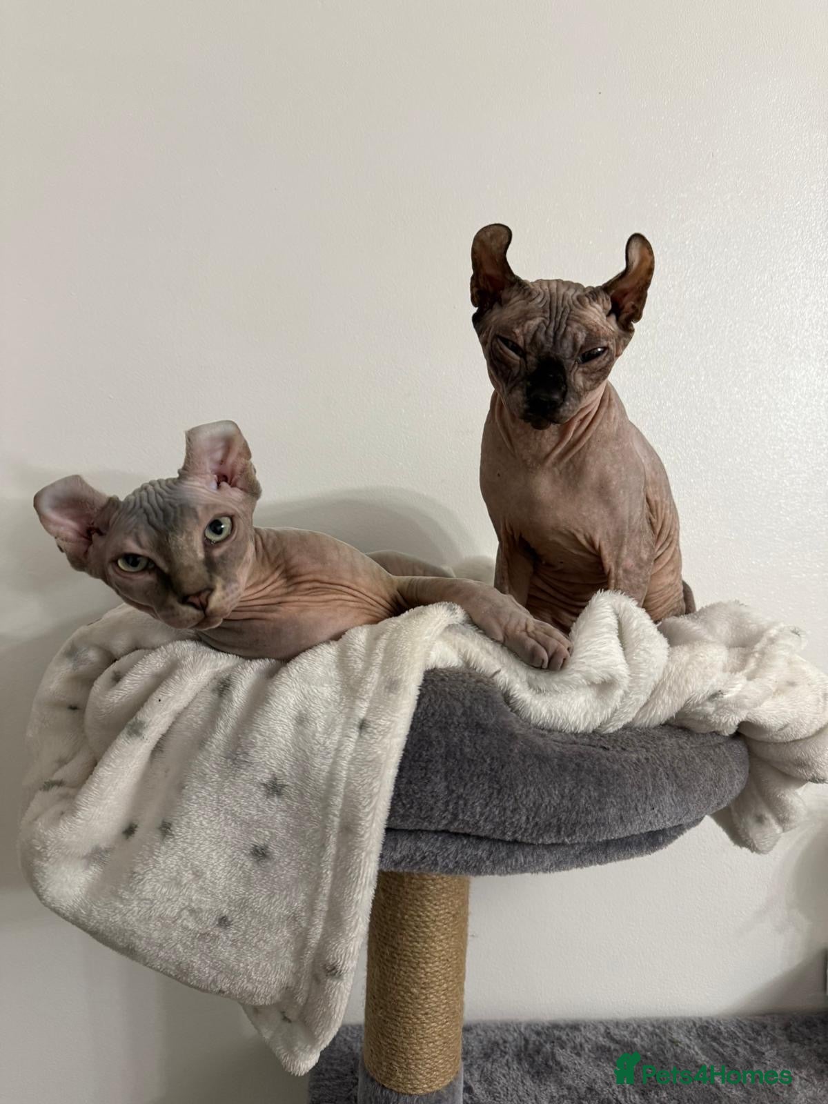 Mixed Breed cats Rare sphynx cross kittens  - Advert 6
