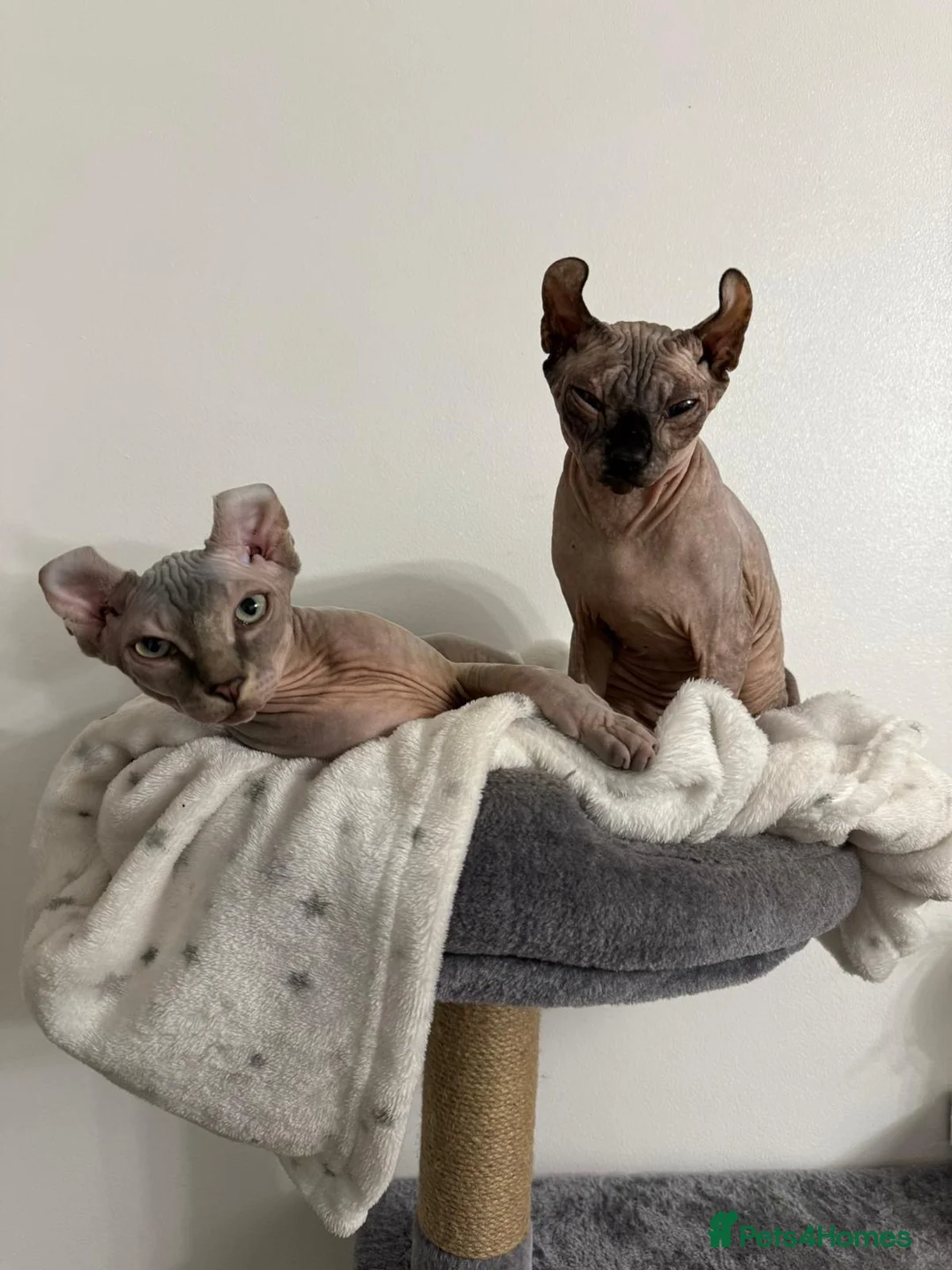 Mixed Breed cats for sale: Rare sphynx cross kittens  - Advert 1