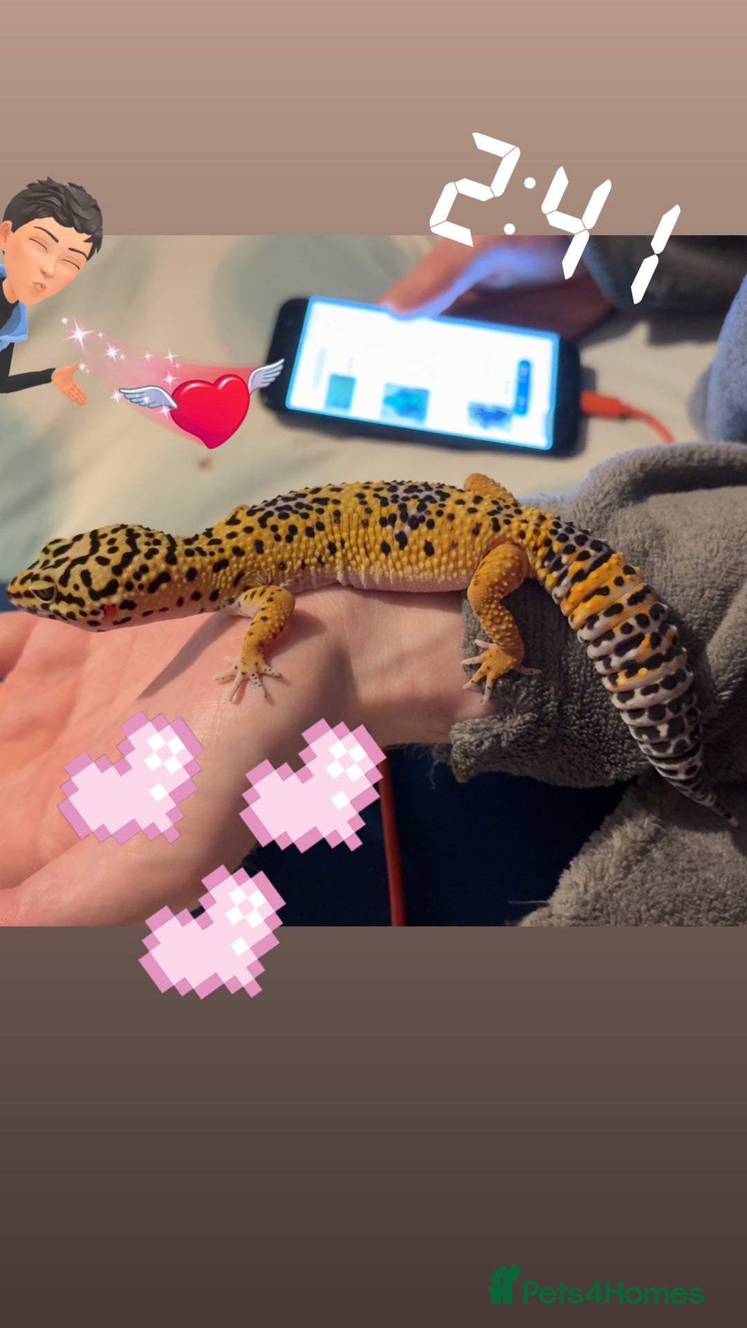 Leopard Gecko reptiles for sale: Leopard gecko Tango - Advert 2