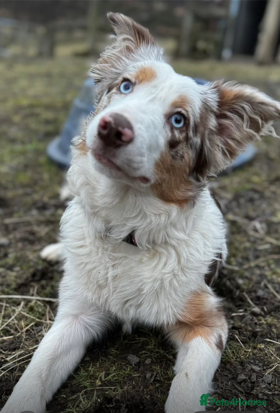 Border Collie dogs for sale: Adorable border collie tri coloured pups - Advert 13