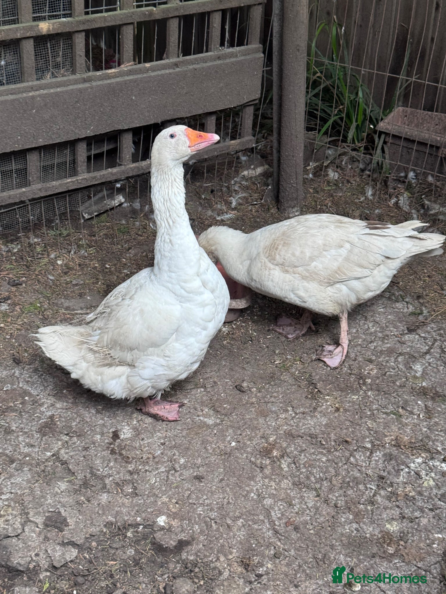 Geese poultry Geese pair and various ducks pairs and singles - Advert 1