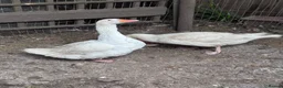 Geese poultry for sale: Geese pair and various ducks pairs and singles in Bracknell - Advert 1