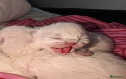 Ragdoll cats for sale: Beautiful rare blue and chocolate lynx Ragdolls  - Image 5