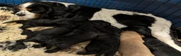 Cavapoo dogs for sale: Beautiful & Quality DNA Clear F1 Cavapoo puppies  - Advert 15