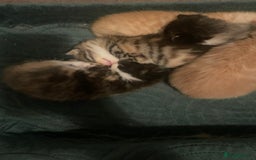 Domestic Shorthair cats for sale: 2 Ginger males 2 calico female 1 tabby female - Image 14