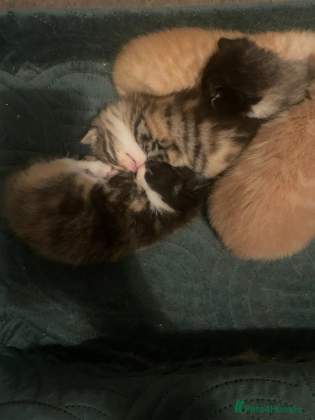 Domestic Shorthair cats for sale: 2 Ginger males 2 calico female 1 tabby female - Image 14