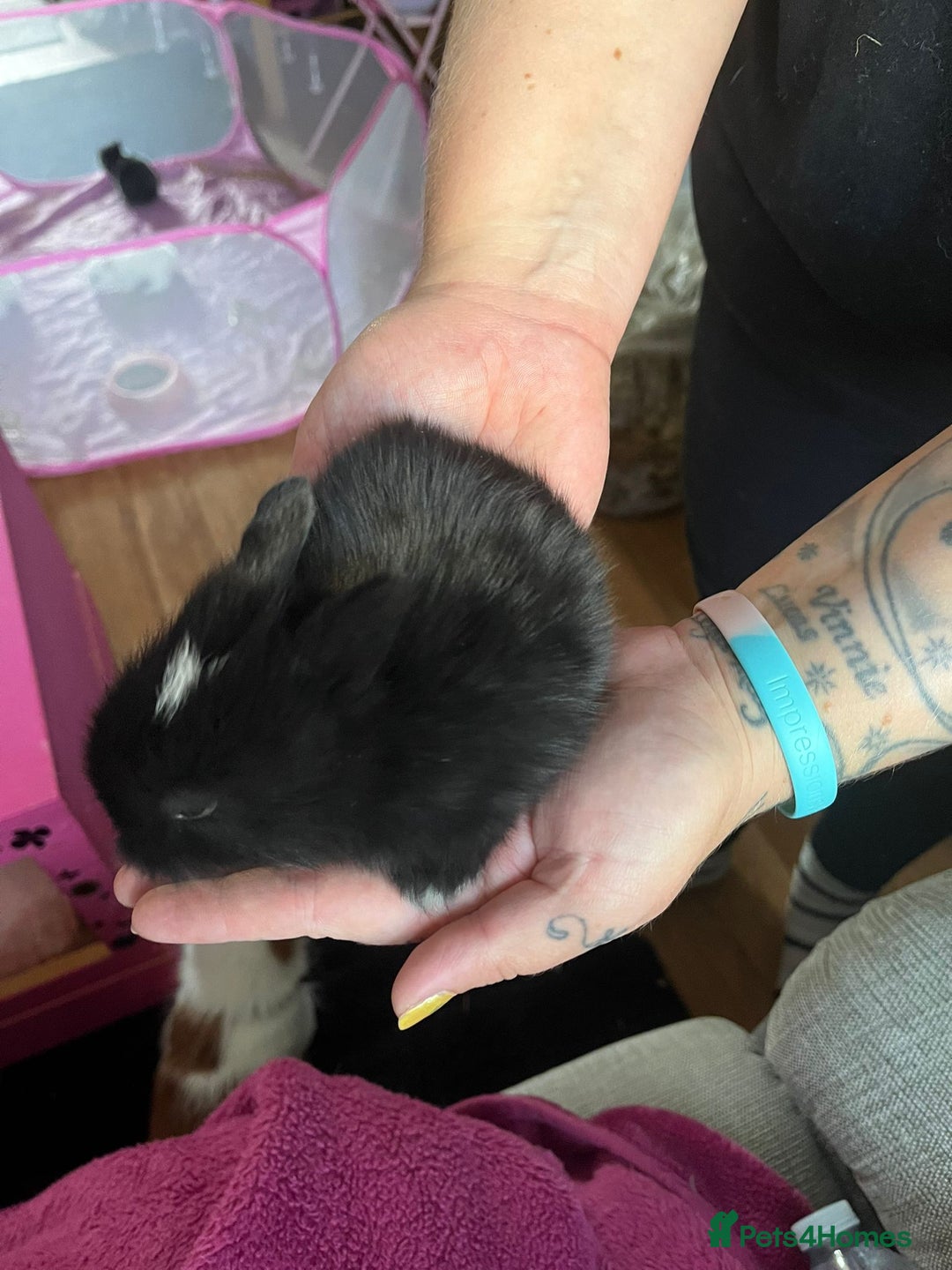 Lionhead rabbits for sale: 4 baby Lionhead rabbits - Advert 20