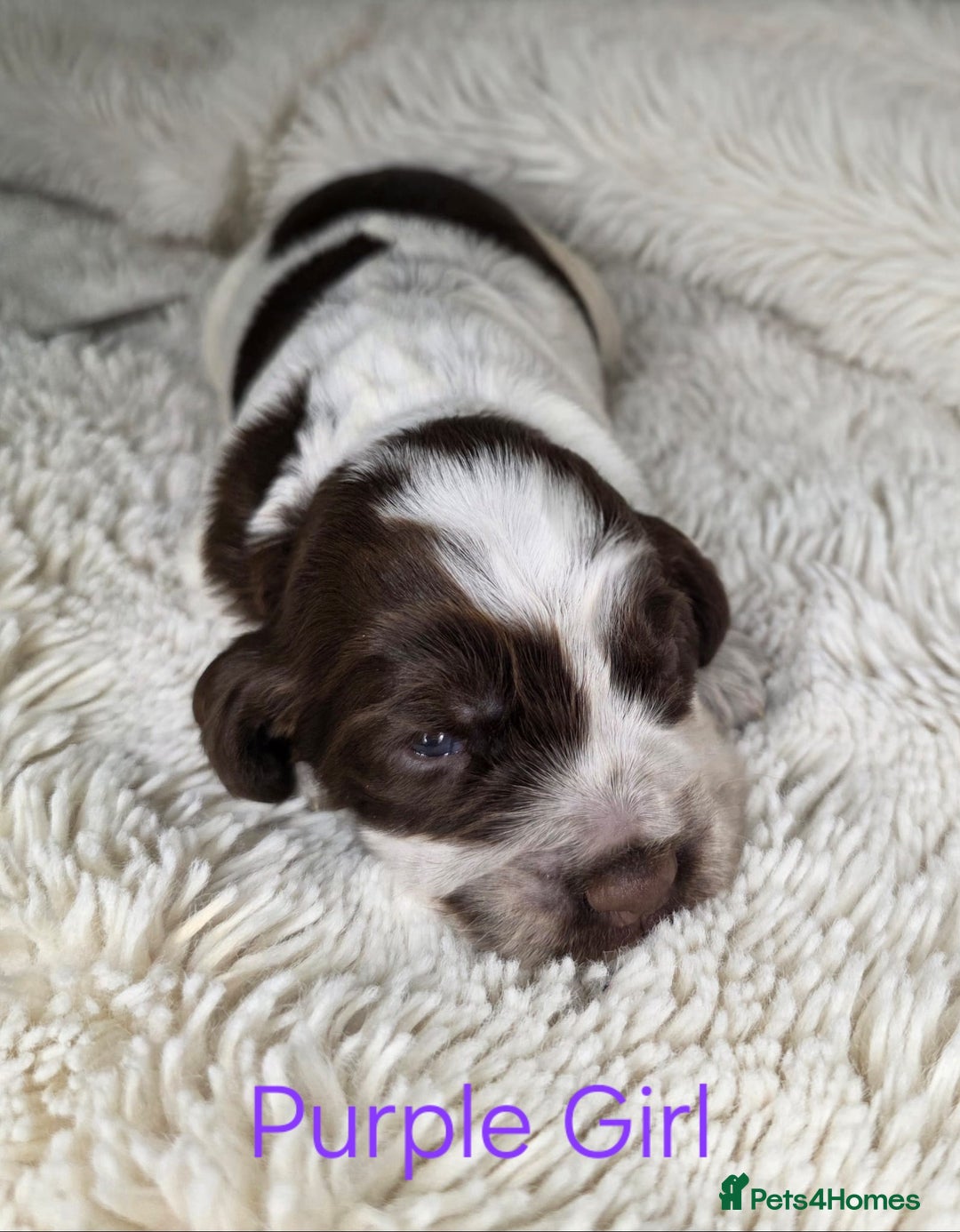 Cocker Spaniel dogs for sale: Beautiful Show Type Cocker Spaniels - Advert 5