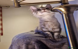 Maine Coon cats for sale: Gorgeous maine coon babies - Image 8