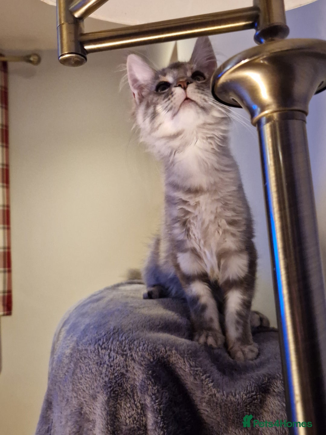 Maine Coon cats for sale: Gorgeous maine coon babies - Image 8