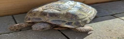 Tortoise reptiles for sale: Horsefield tortoises - Advert 2