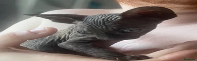 Sphynx 4