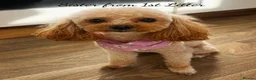 Maltipoo dogs for sale: Beautiful Maltipoo Looking for Their Forever Homes - Advert 15