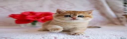 British Shorthair cats for sale: British shorthair available 🦁 - Advert 4