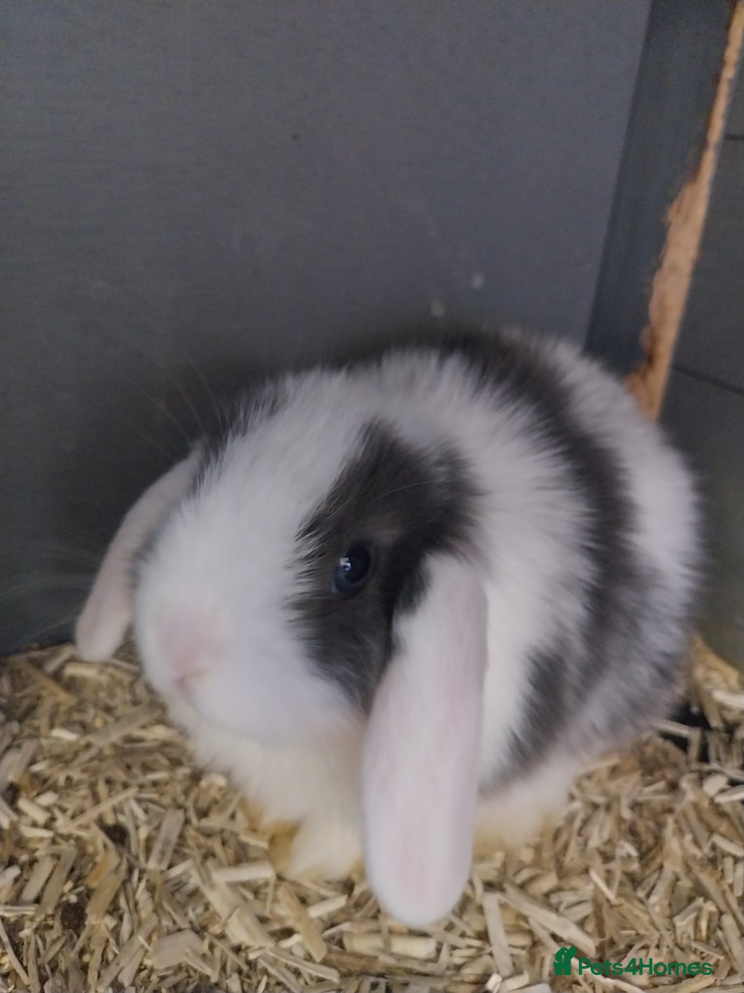 Mini Lop rabbits for sale: Mini lop rabbits  - Image 6