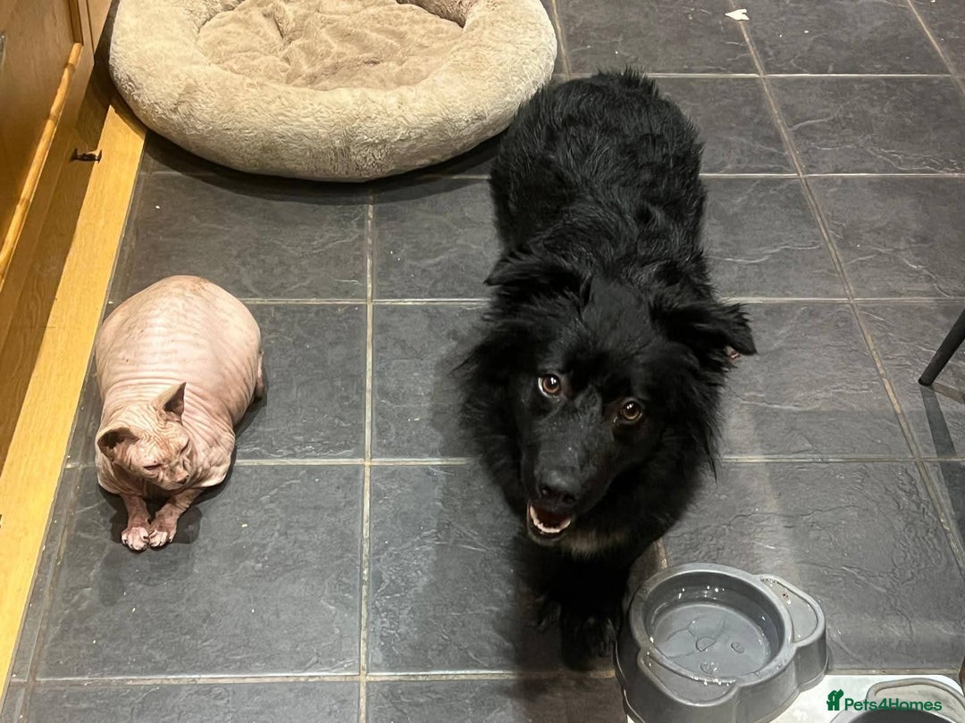 Mixed Breed dogs for adoption: Meet Solana, currently residing in Suffolk - Advert 8