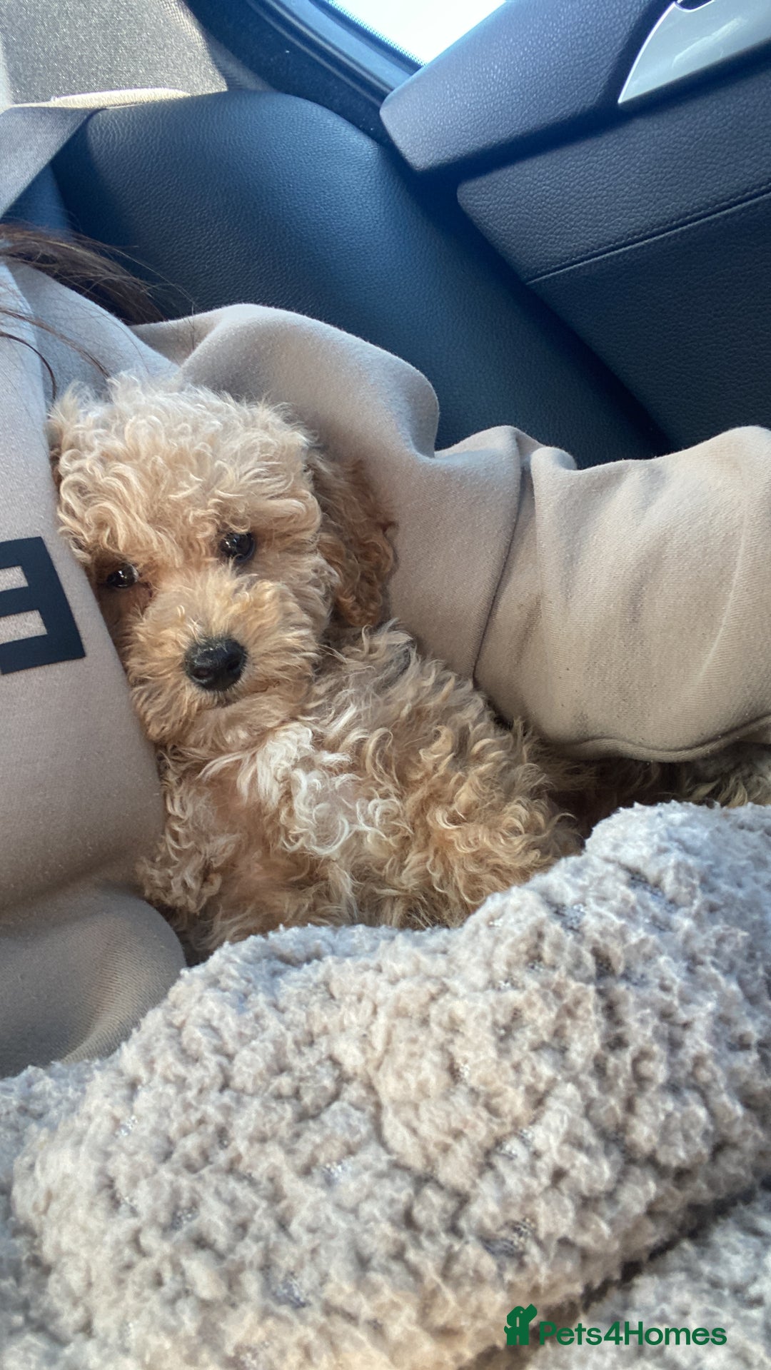 Cavapoo dogs for stud: Cavapoo for Stud - Image 6