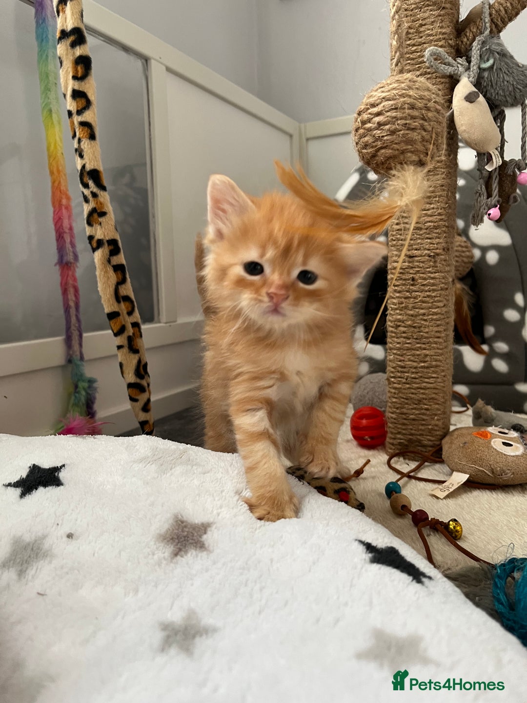 Mixed Breed cats for sale: Beautiful kittens  - Image 5