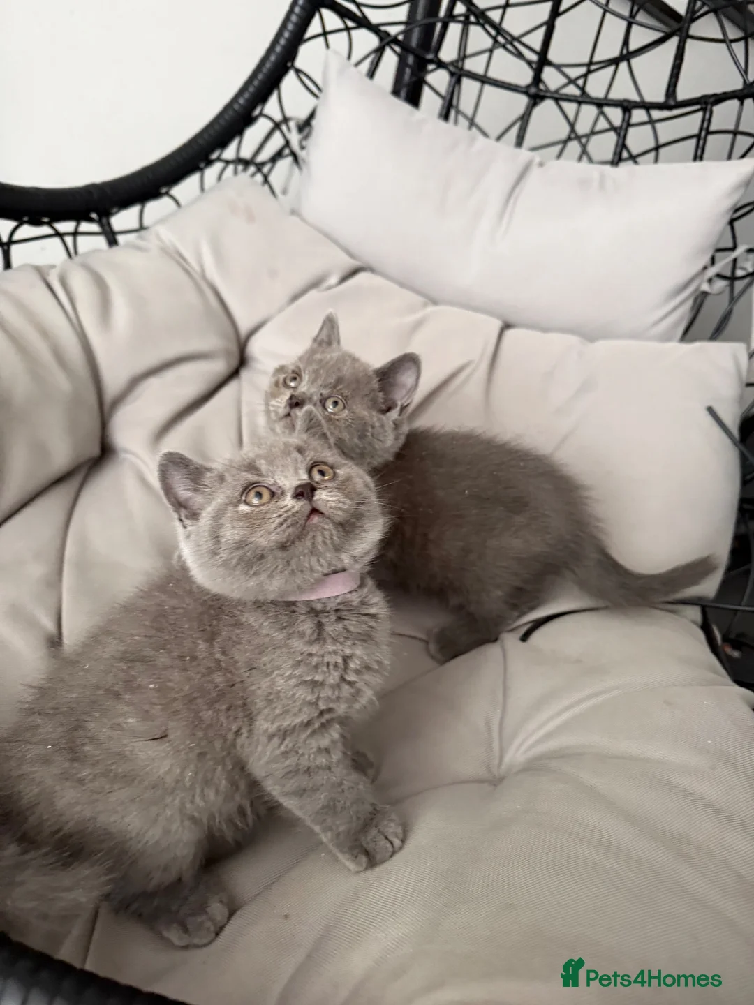 British Shorthair cats for sale: Pure BSH Blue - Ready Now  - Advert 2