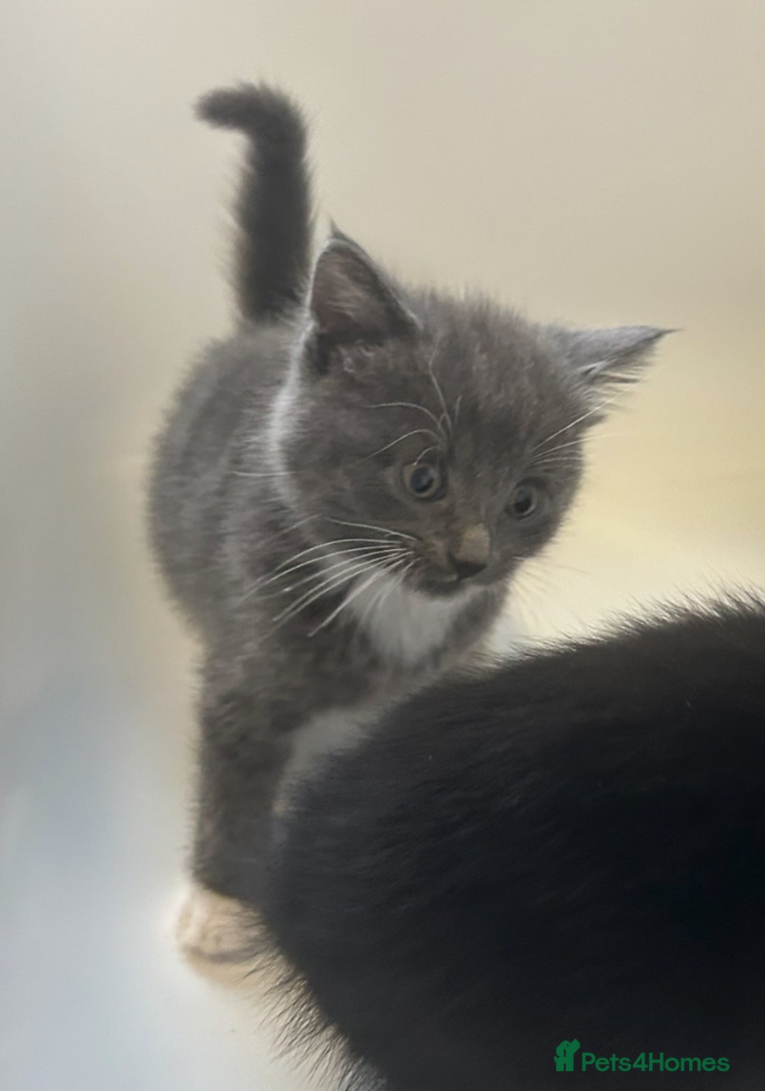 Mixed Breed cats for sale: 4 kittens looking for their forever home  - Advert 7