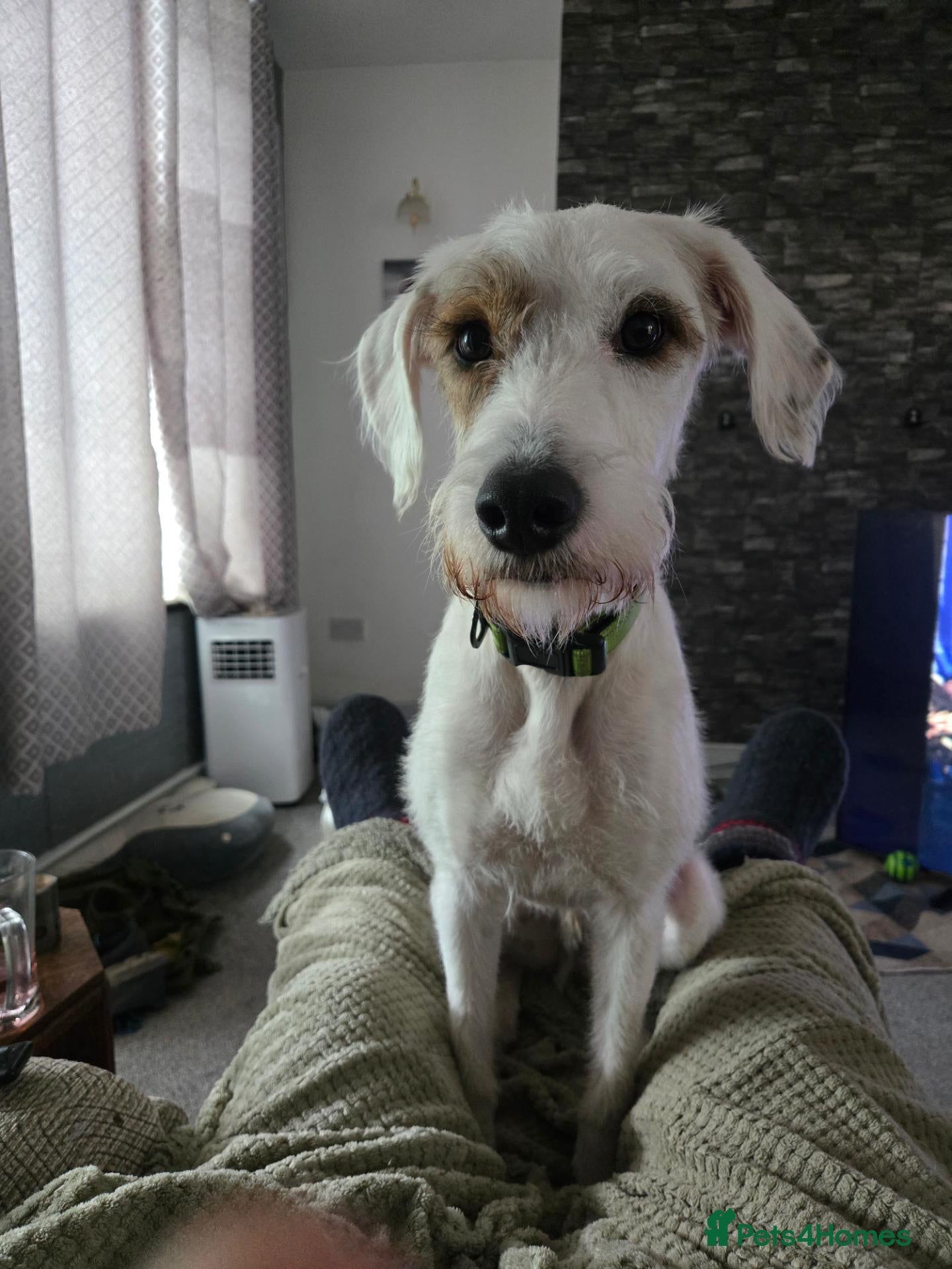 Mixed Breed dogs for sale: Rehoming  - Advert 5