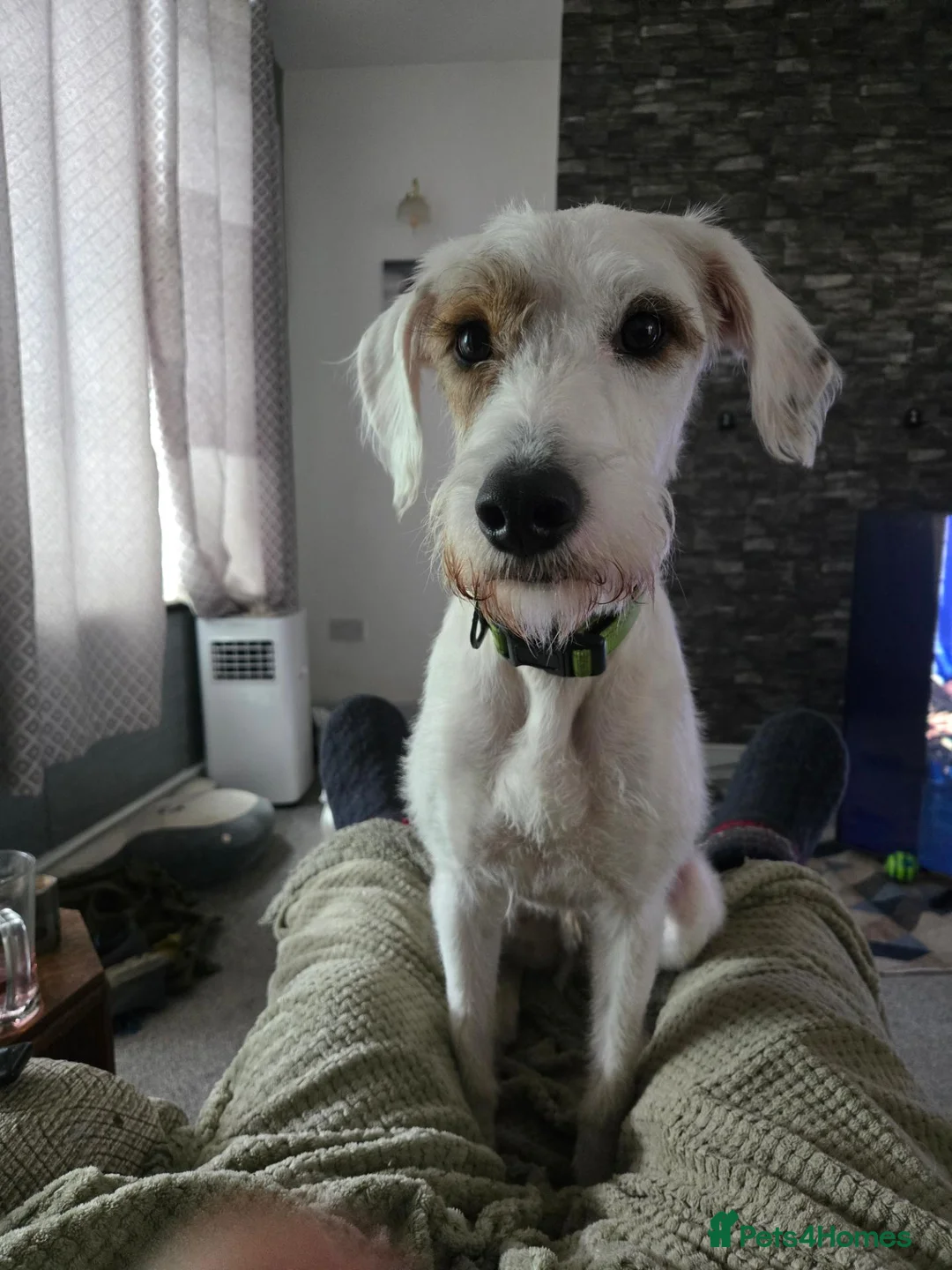 Mixed Breed dogs for sale: Rehoming  in Burnley - Advert 1