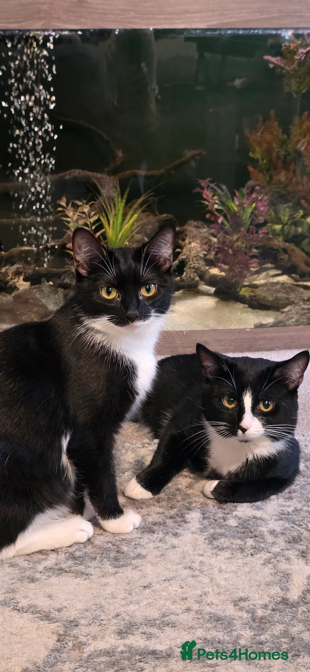 British Shorthair cats for sale: 3 male kittens british shorthair black and white in Uttoxeter - Advert 2