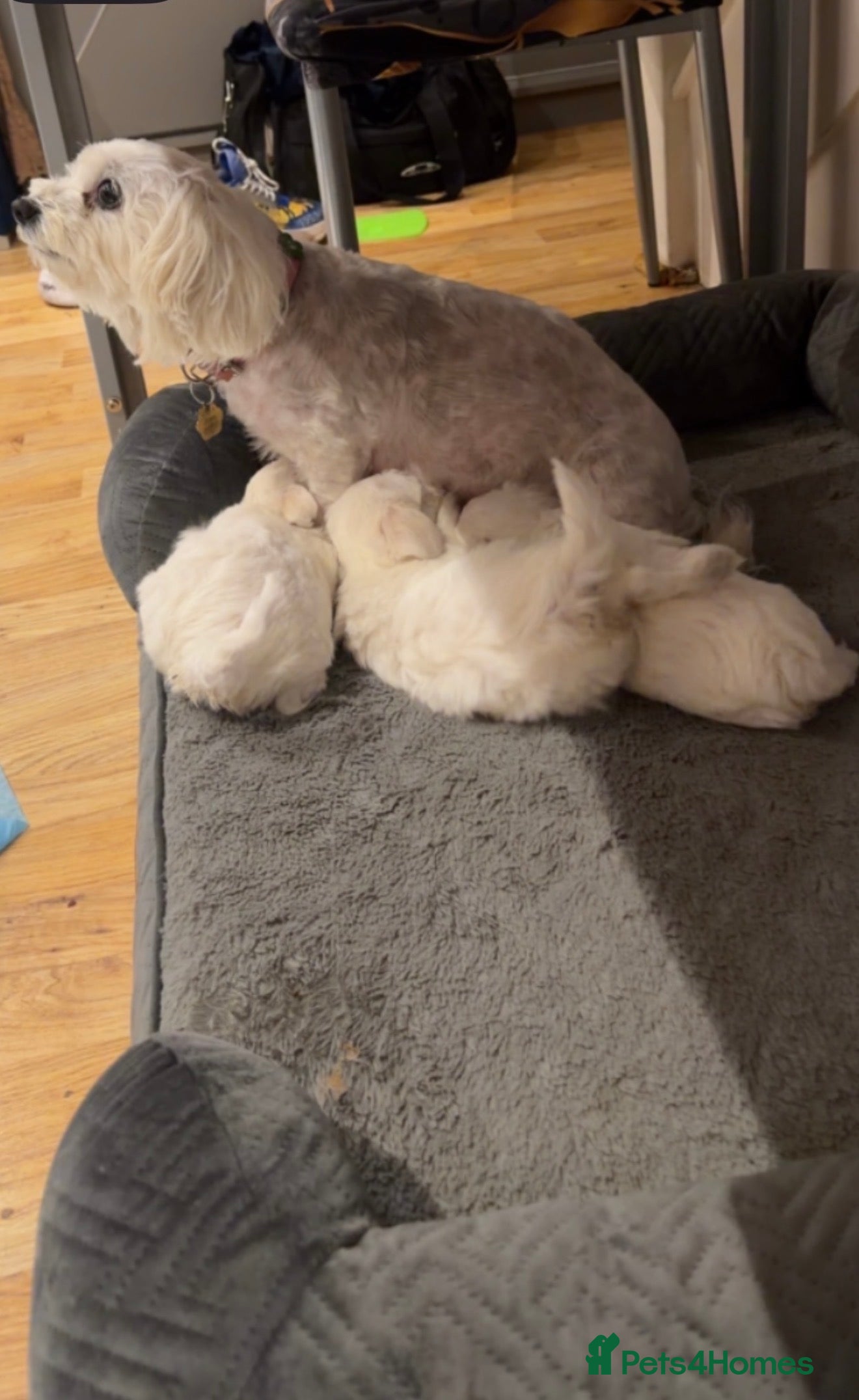 Bichon Frise dogs Adorable 17-week-old Bichon Frise Female - Advert 1