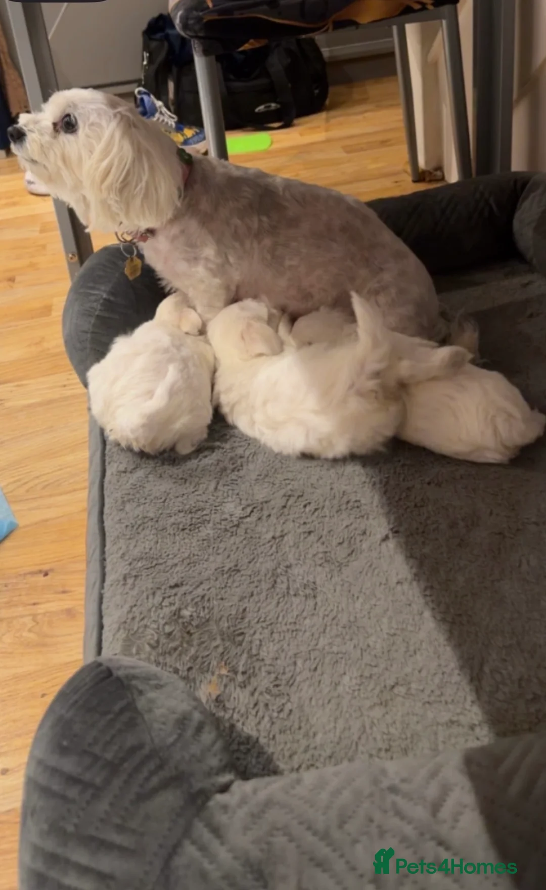 Bichon Frise dogs for sale: Adorable 17-week-old Bichon Frise Female in Norwich - Advert 1
